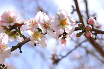 background of spring cherry blossoms tree. selective focus
