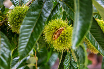 Harvesting Edible Chestnuts 