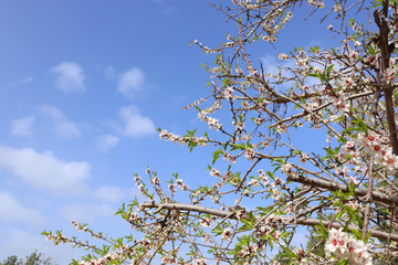 background of spring cherry blossoms tree. selective focus