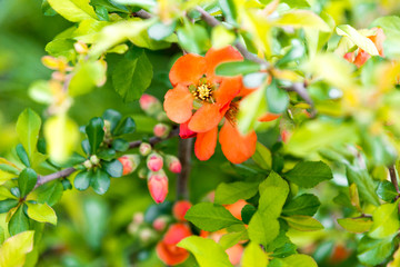 Quince blossoms in the spring garden
