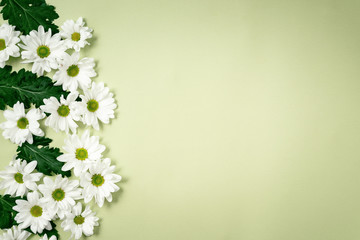 Beautiful, white chrysanthemums lie on a green background. Beautiful flowers. Spring background. International Women's Day. Place for text. Copy space.