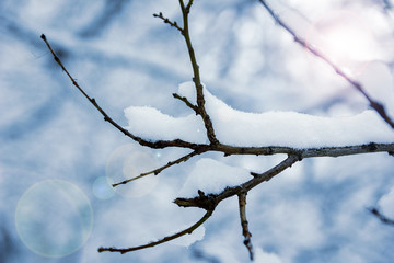 Fototapeta na wymiar Tree branches covered in snow on a snowing day. Beautiful winter background.