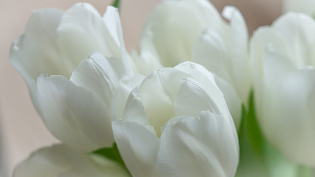 White tulips bucket macro photo. 
