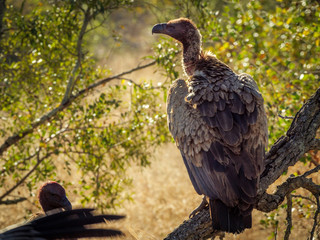 White-backed vulture (Gyps africanus). Mpumalanga. South Africa.