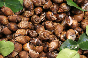 Babylonia areolata shell on green leaf tradition asian food Thailand street food