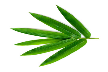 Green leaves isolated on a white background, bamboo leaves