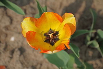 Tulpe