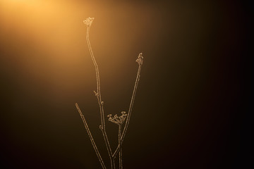 rayos de sol de invierno en una planta