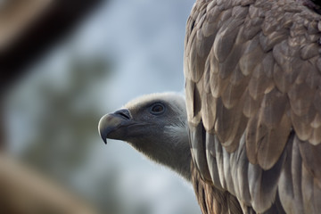 Wild birds. Vulture sits and looks into the distance. Close-up