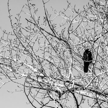 Crow sitting in branches. Black and white photo