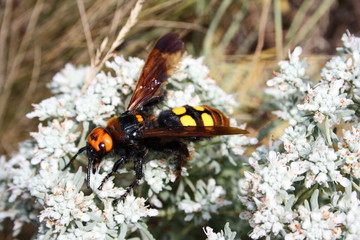 Giant scolia (Megascolia maculata) collects nectar from a wormwood flower