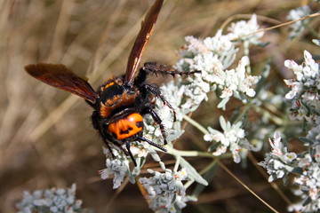 Giant scolia (Megascolia maculata) collects nectar from a wormwood flower