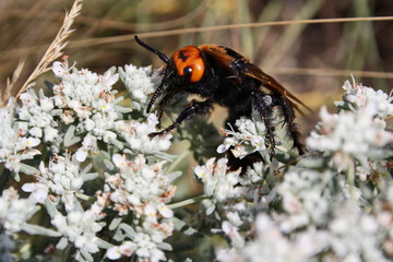Giant scolia (Megascolia maculata) collects nectar from a wormwood flower