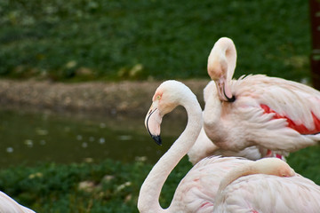 Fototapeta premium Pink flamingos stand in water on a background of green grass