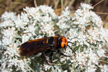 Giant scolia (Megascolia maculata) collects nectar from a wormwood flower