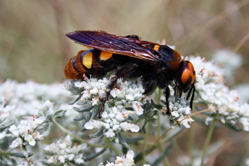 Giant scolia (Megascolia maculata) collects nectar from a wormwood flower