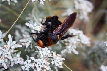 Giant scolia (Megascolia maculata) collects nectar from a wormwood flower