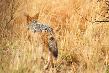 Black Backed Jackal South Africa