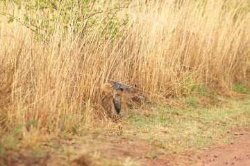 Black Backed Jackal South Africa