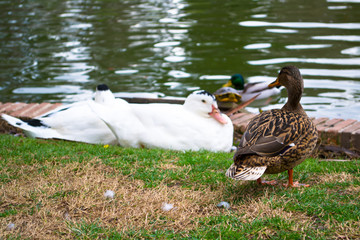 Ducks on the shore of a pond in the park of Buen Retiro, Madrid, Spain