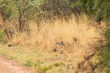 Black Backed Jackal South Africa