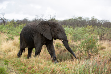 Elephant in the bushes in South Africa