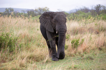 Elephant in the bushes in South Africa