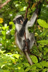 Rare endangered red colobus monkey (Piliocolobus kirkii) in Jozani rainforest