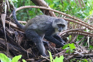 Wet Blue monkey Cercopithecus mitis in Jozani rainforest