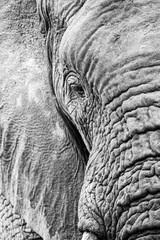 Fototapeta premium Elephant in the bushes in South Africa