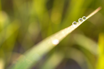 Three drops of circular droplets of grass.