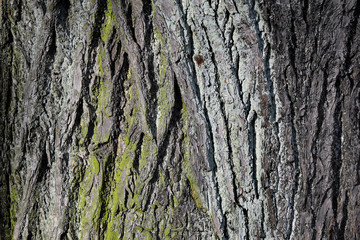 Obraz premium Lichen bark texture