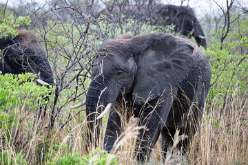 Obraz na płótnie Canvas Elephant in the bushes in South Africa