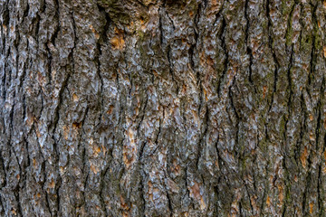 Texture of pine bark closeup.