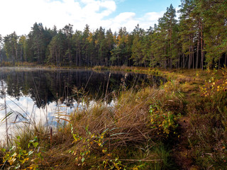 Small calm water of a small lake in a pine forest, Jurmala region of Latvia. Cloudy sky, Nobody, Calm and relaxing atmosphere.