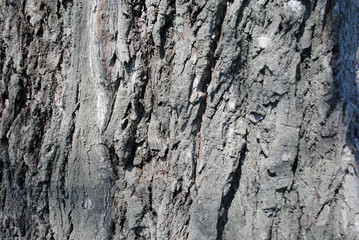texture of the bark of a tree trunk