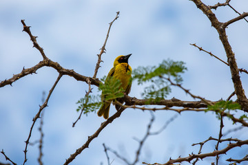 Masked Weaver South Africa