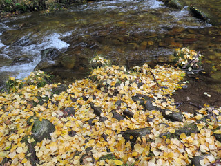 Yellow leaves fallen on the riverside