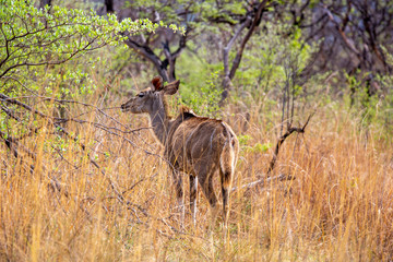 Naklejka na ściany i meble Kudu in the bushes of South Africa