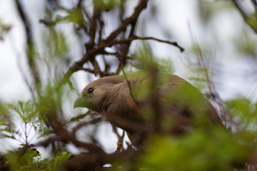 Rufous-naped lark, crested african bush bird