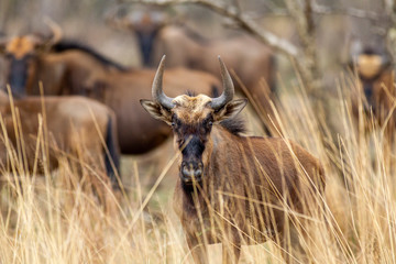 Gnu Wildebeest South Africa