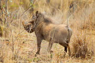 South African Warthog in the Savanna