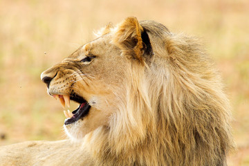 South African Lion in the Savanna
