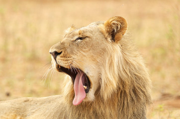 Naklejka na ściany i meble South African Lion in the Savanna