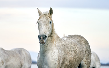  White Wild Horses. Camargue France