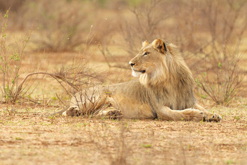 South African Lion in the Savanna