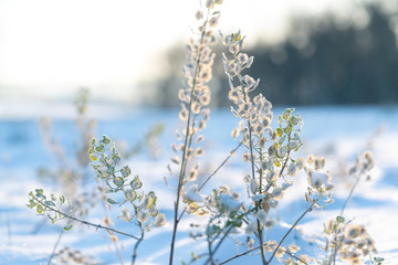 Frozen Blades of Grass Against a Snowy Winter