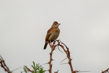 Rufous-naped lark, crested african bush bird