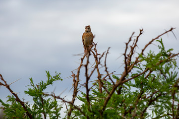 Rufous-naped lark, crested african bush bird