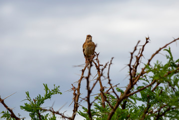 Rufous-naped lark, crested african bush bird